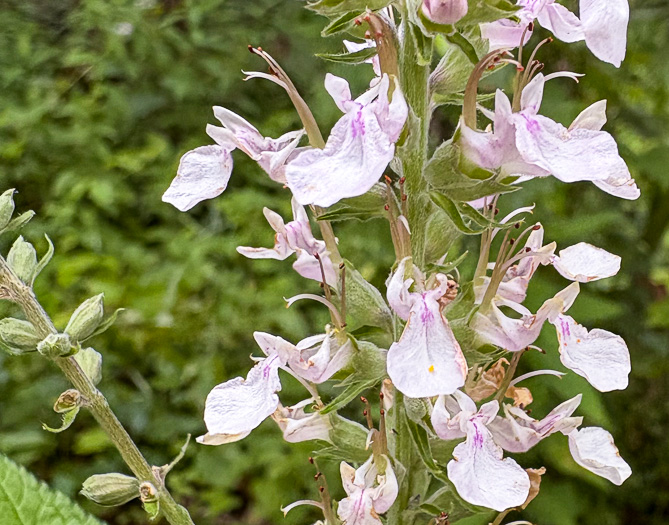 image of Teucrium canadense var. canadense, American Germander, Wood-sage, Common Germander