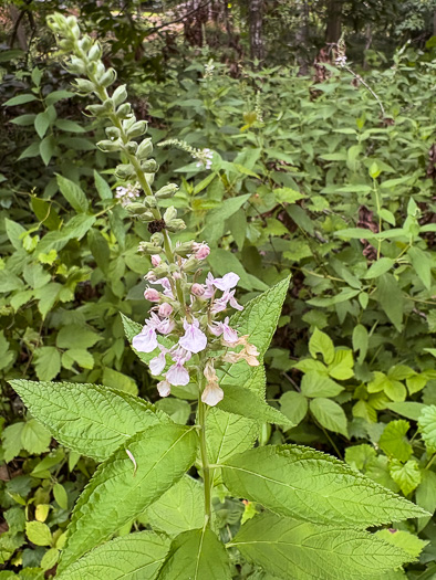 image of Teucrium canadense var. canadense, American Germander, Wood-sage, Common Germander