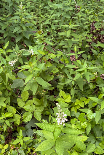 image of Teucrium canadense var. canadense, American Germander, Wood-sage, Common Germander