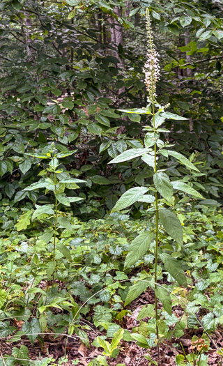image of Teucrium canadense var. canadense, American Germander, Wood-sage, Common Germander