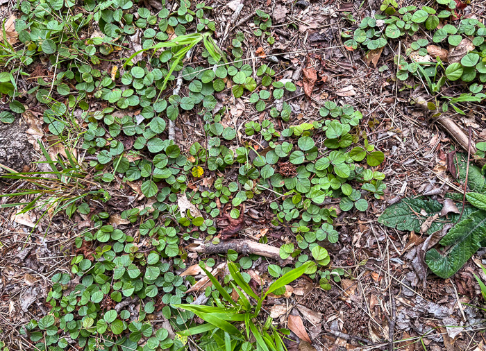image of Desmodium lineatum, Matted Tick-trefoil, Sand Tick-trefoil