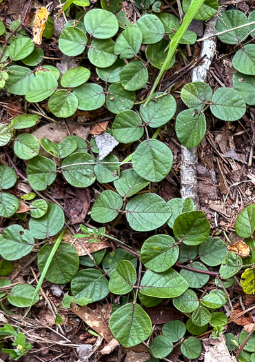 image of Desmodium lineatum, Matted Tick-trefoil, Sand Tick-trefoil