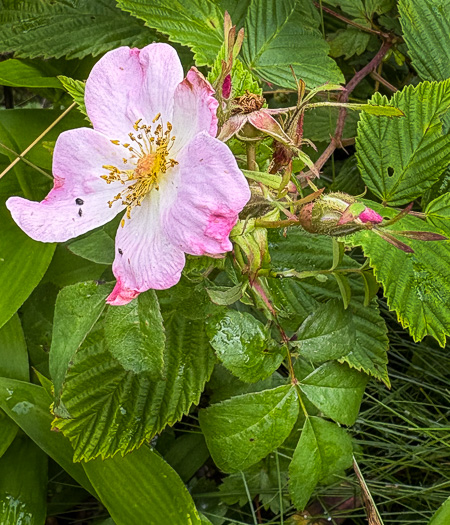 image of Rosa carolina ssp. carolina, Carolina Rose
