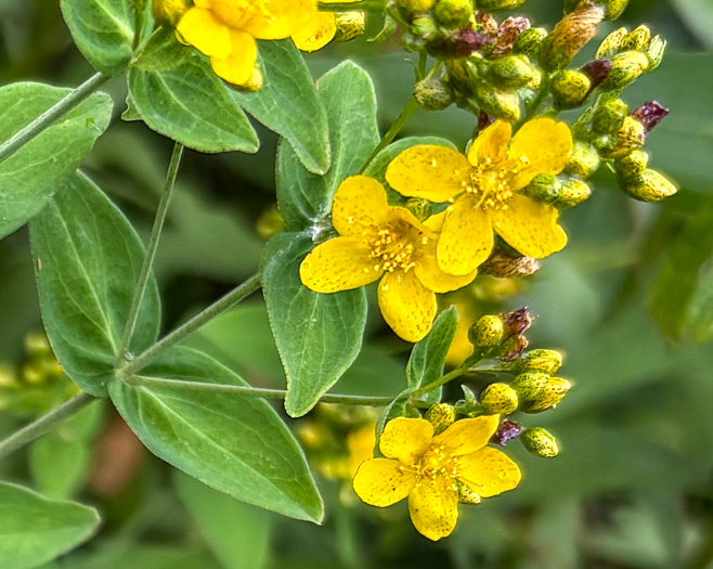 image of Hypericum punctatum, Spotted St. Johnswort