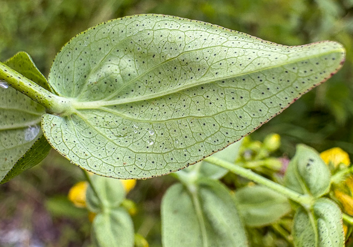 image of Hypericum punctatum, Spotted St. Johnswort