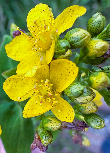 image of Hypericum punctatum, Spotted St. Johnswort
