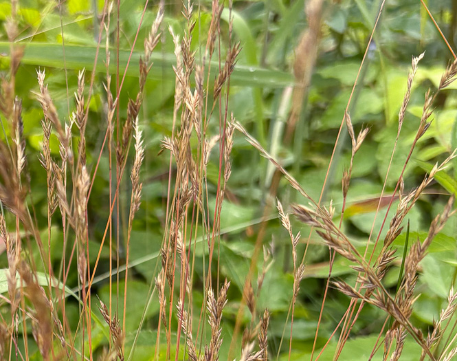 image of Festuca rubra, Red Fescue