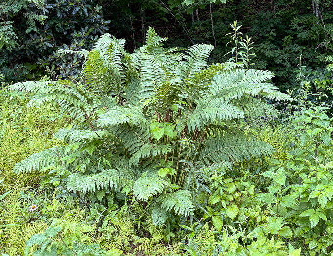image of Claytosmunda claytoniana, Interrupted Fern