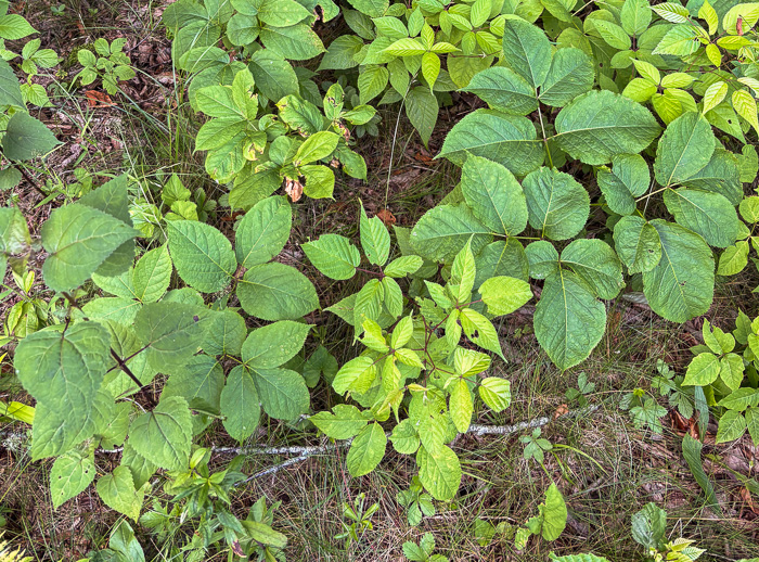 image of Aralia nudicaulis, Wild Sarsaparilla