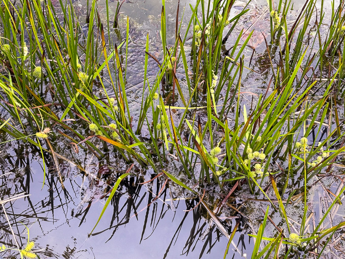 image of Sparganium americanum, American Bur-reed