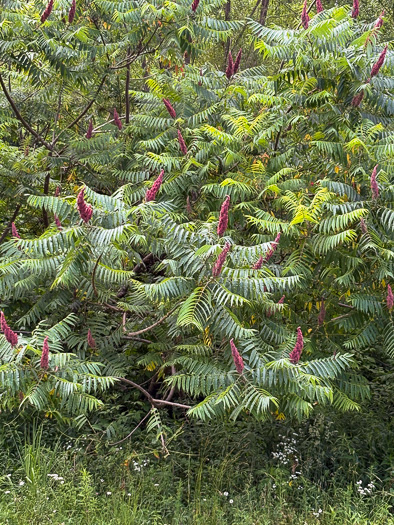 image of Rhus typhina, Staghorn Sumac