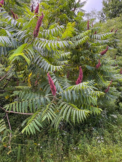 image of Rhus typhina, Staghorn Sumac