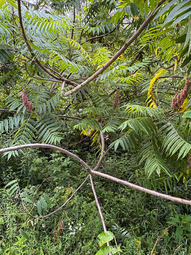 image of Rhus typhina, Staghorn Sumac