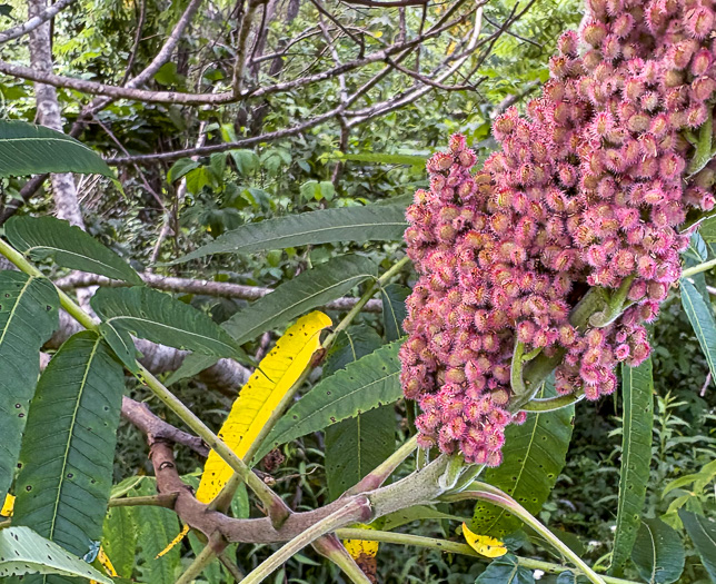 image of Rhus typhina, Staghorn Sumac