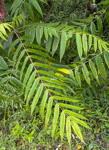 Rhus typhina, Staghorn Sumac