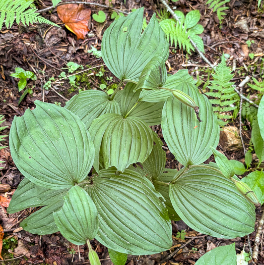 image of Cypripedium parviflorum var. pubescens, Large Yellow Lady's Slipper