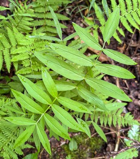 image of Oxypolis rigidior, Cowbane, Pig-potato, Stiff Cowbane