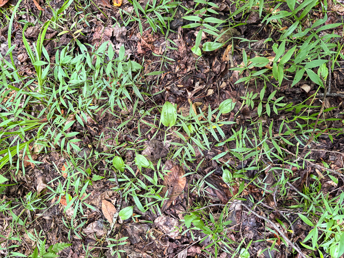 image of Oxypolis rigidior, Cowbane, Pig-potato, Stiff Cowbane