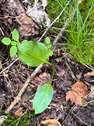 image of Symplocarpus foetidus, Skunk Cabbage
