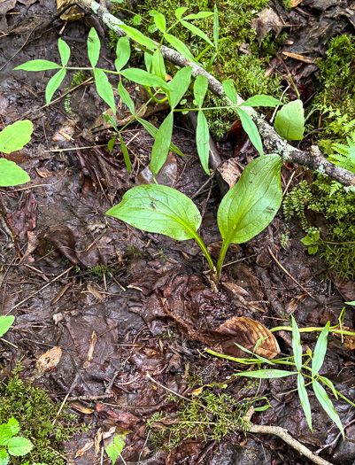 image of Symplocarpus foetidus, Skunk Cabbage