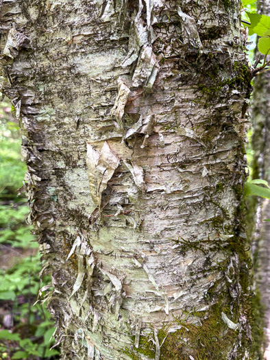 image of Betula alleghaniensis, Yellow Birch