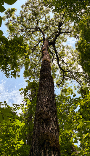image of Juglans cinerea, Butternut, White Walnut