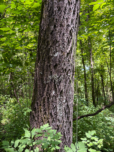 image of Juglans cinerea, Butternut, White Walnut