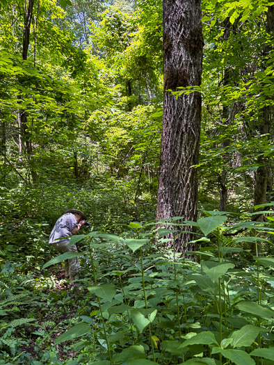 image of Juglans cinerea, Butternut, White Walnut