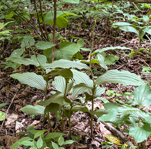 image of Cypripedium parviflorum var. pubescens, Large Yellow Lady's Slipper