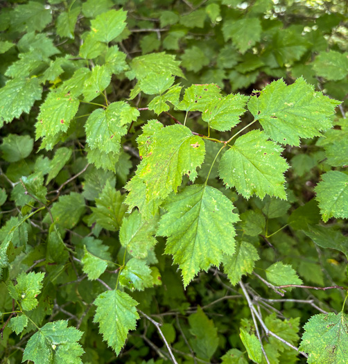 image of Crataegus schuettei, Schuette's Hawthorn
