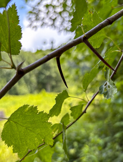 image of Crataegus schuettei, Schuette's Hawthorn