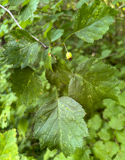 image of Crataegus schuettei, Schuette's Hawthorn