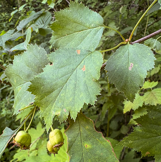 image of Crataegus schuettei, Schuette's Hawthorn