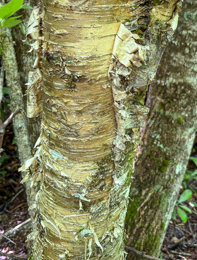 image of Betula alleghaniensis, Yellow Birch