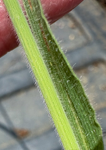 image of Holcus lanatus, Velvet-grass, Soft Grass