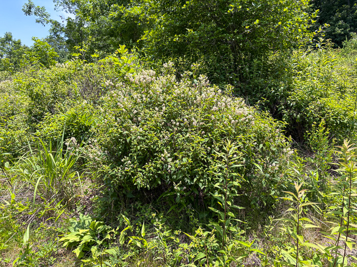 image of Ceanothus americanus var. americanus, Common New Jersey Tea, Redroot, Northeastern Ceanothus