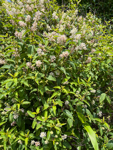 image of Ceanothus americanus var. americanus, Common New Jersey Tea, Redroot, Northeastern Ceanothus