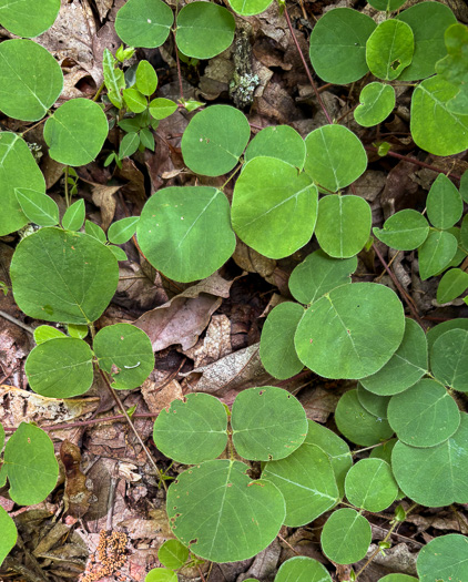image of Desmodium rotundifolium, Roundleaf Tick-trefoil, Dollarleaf, Prostrate Tick-trefoil, Sessileleaf Tick-trefoil