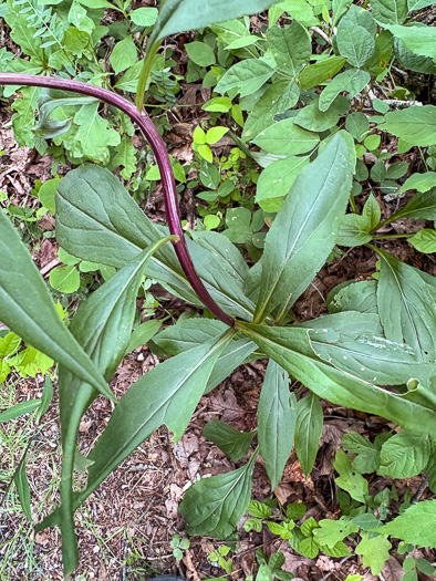 image of Solidago simulans, Granite Dome Goldenrod, Cliffside Goldenrod