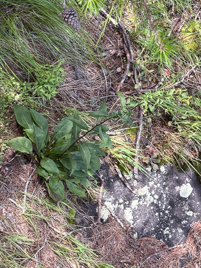 image of Solidago simulans, Granite Dome Goldenrod, Cliffside Goldenrod