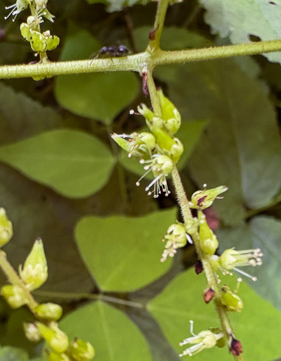 Astilbe biternata, Appalachian False Goatsbeard, Appalachian Astilbe