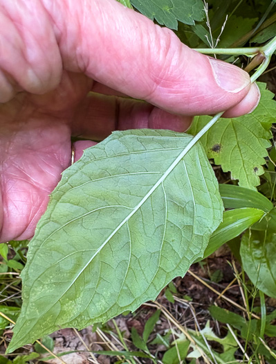 image of Circaea canadensis, Canada Enchanter's Nightshade