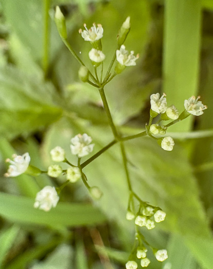 image of Cryptotaenia canadensis, Honewort