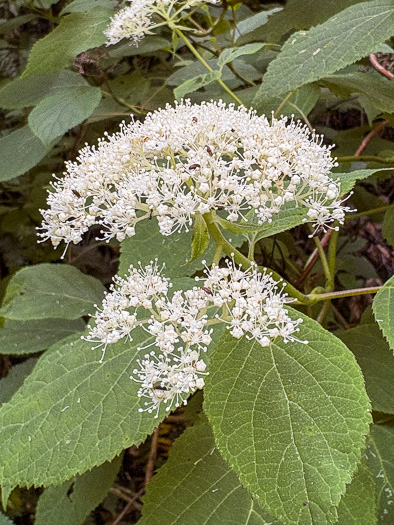 image of Hydrangea arborescens, Smooth Hydrangea, Sevenbark, Northern Wild Hydrangea