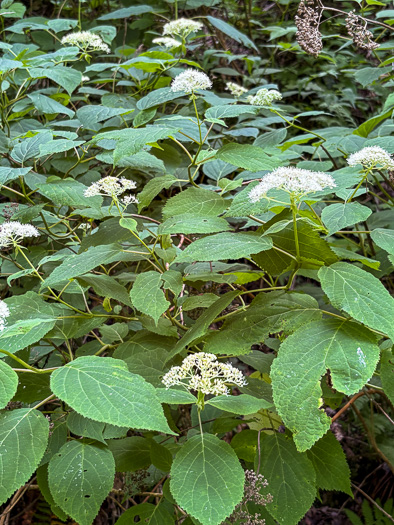 image of Hydrangea arborescens, Smooth Hydrangea, Sevenbark, Northern Wild Hydrangea