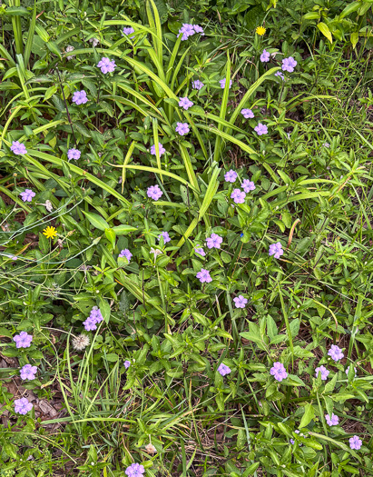 image of Ruellia caroliniensis, Carolina Wild-petunia, Common Wild-petunia, Hairy Ruellia