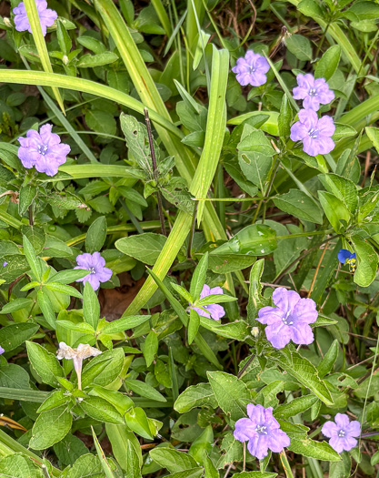 image of Ruellia caroliniensis, Carolina Wild-petunia, Common Wild-petunia, Hairy Ruellia