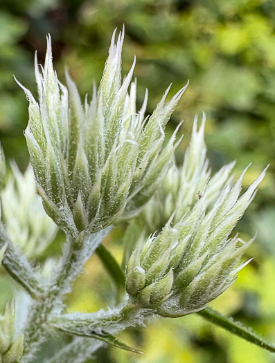 image of Eupatorium album, White Boneset, White-bracted Thoroughwort, White Thoroughwort, White Eupatorium