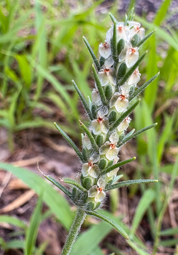 image of Plantago aristata, Bracted Plantain, Large-bracted Plantain, Buckhorn Plantain