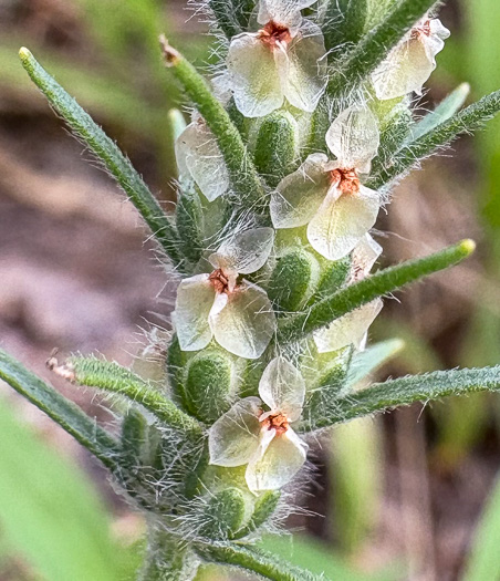 image of Plantago aristata, Bracted Plantain, Large-bracted Plantain, Buckhorn Plantain